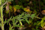 Swamp thistle